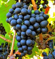 Uva Petit Verdot