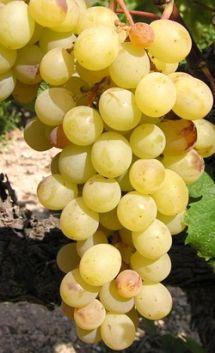 Uva Moscatel Galego Branco