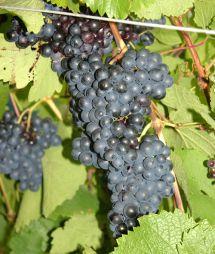 Uva Chambourcin