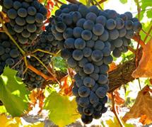 Uva Teroldego