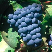 Uva Tinta Francisca