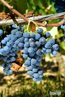 Uva Vinhão