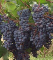 Uva Moscato Bailey
