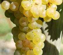 Uva Trebbiano Toscano
