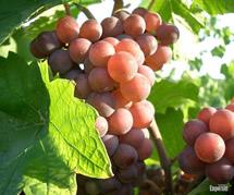 Uva Pinot Gris