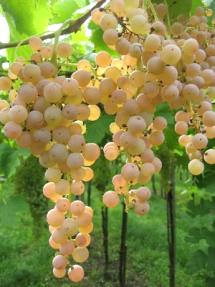 Uva Soave
