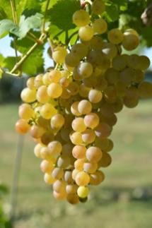 Uva Muscat Blanc