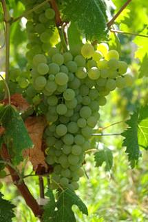 Uva Vermentino