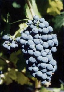Uva Ruby Cabernet