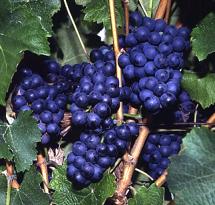 Uva Négrette