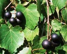 Uva Muscadine