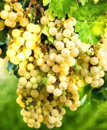Uva Moscatel de Setúbal