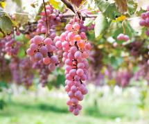 Uva Koshu
