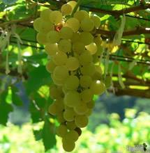 Uva Chenin Blanc