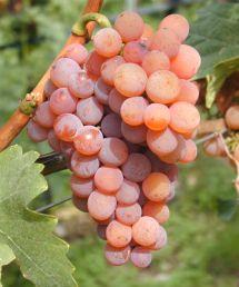Uva Gewürztraminer