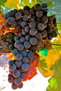 Uva Tempranillo