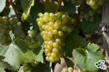 Uva Grüner Veltliner