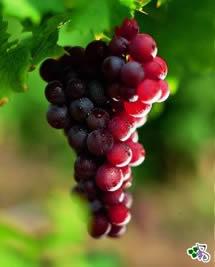 Uva Muscat