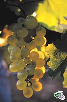 Uva Furmint