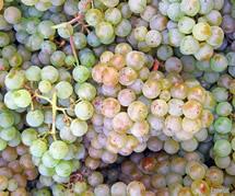Uva Pinot Blanc