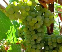 Uva Viognier