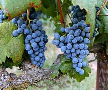 Uva Graciano