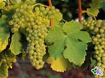 Uva Roussanne