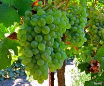 Uva Grenache Blanc