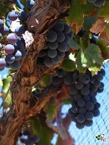 Uva Grenache Noir