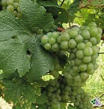 Uva Incrocio Manzoni