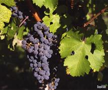 Uva Cabernet Sauvignon
