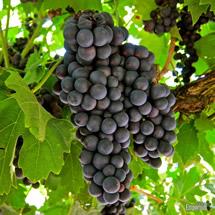 Uva Primitivo