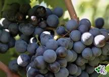Uva Negroamaro