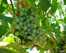 Uva Picpoul Blanc
