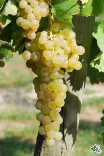 Uva Ugni Blanc