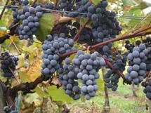 Uva Gamay