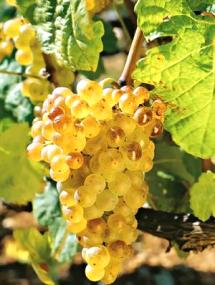 Uva Marsanne