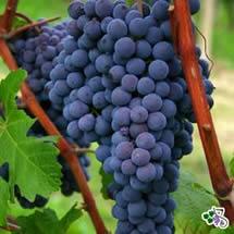 Uva Nebbiolo