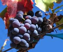 Uva Grenache - Garnacha