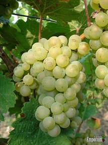 Uva Sylvaner