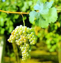 Uva Trebbiano