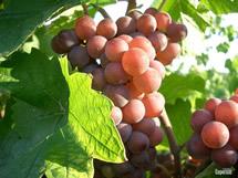 Uva Pinot Grigio