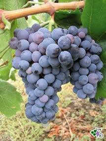 Uva Nerello Cappuccio