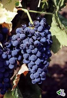 Uva Calabrese