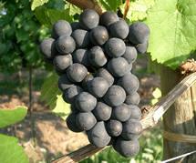Uva Pinot Noir