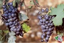 Uva Rondinella