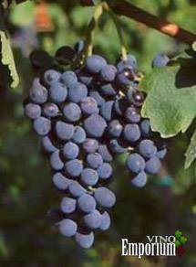 Uva Corvinone