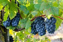 Uva Zinfandel