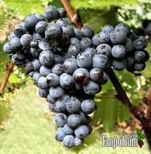 Uva Canaiolo