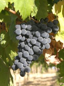 Uva Montepulciano